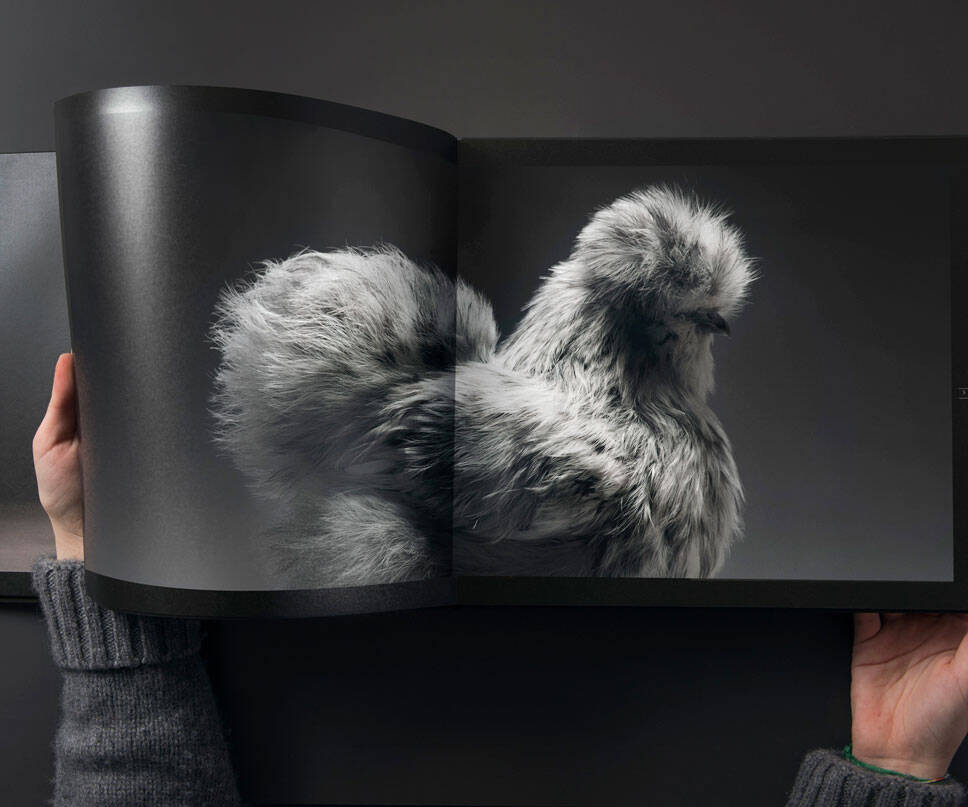 Beautiful Chickens Coffee Table Book - coolthings.us