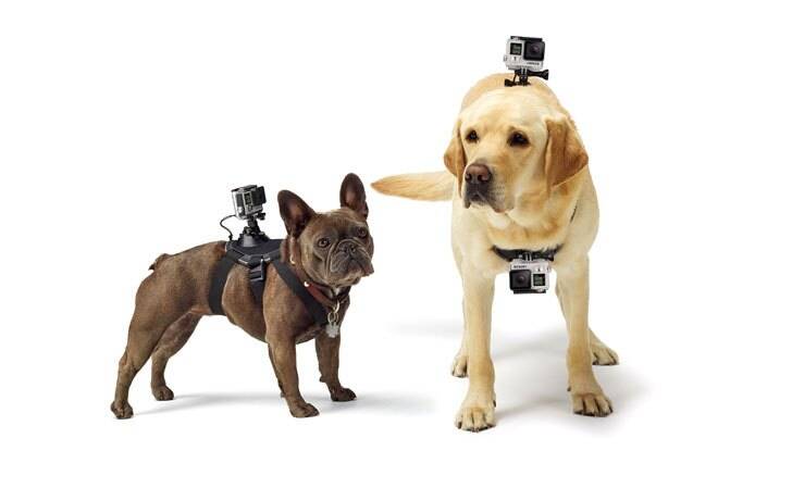 Dog Camera Mount - coolthings.us