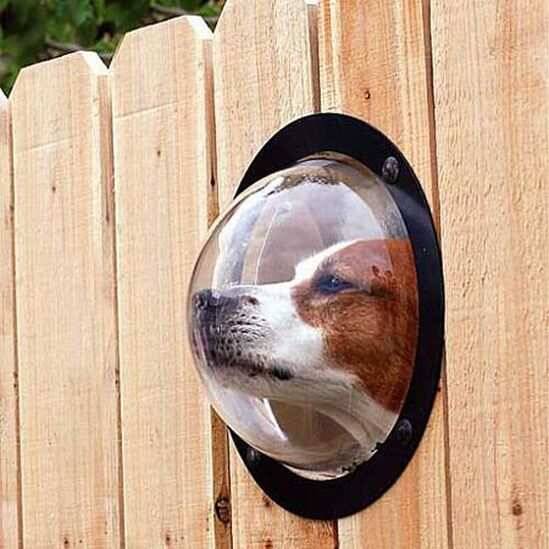 Pet Peek Dog Window - //coolthings.us