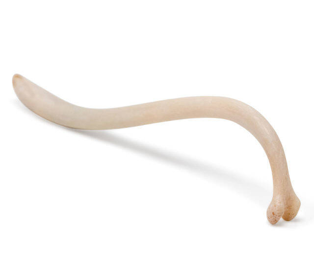 Raccoon Baculum The Old Texas Toothpick - coolthings.us