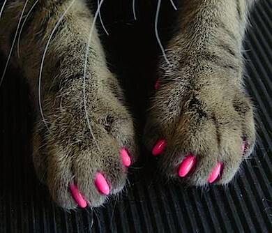 Soft Cat Claws - //coolthings.us