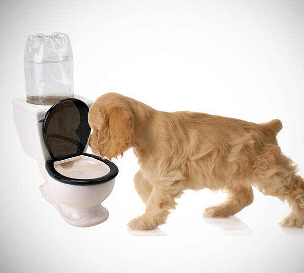 Toilet Water Dish for Pets - //coolthings.us