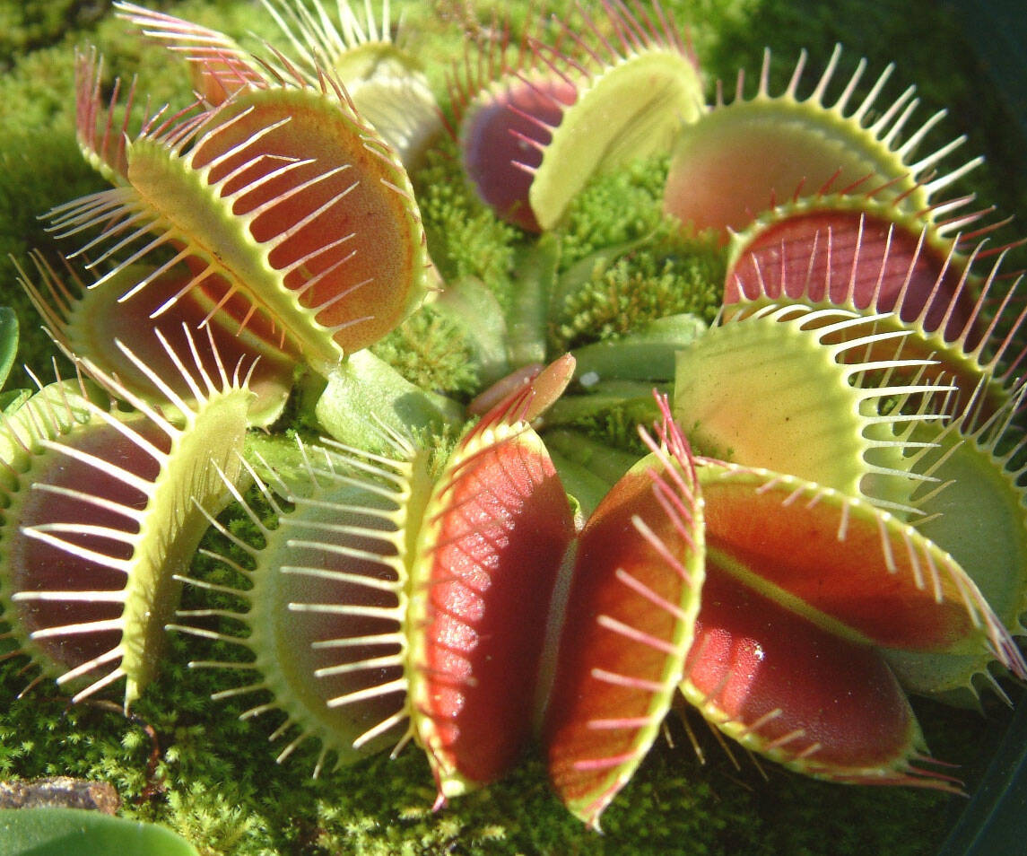 Adult Venus Fly Trap - //coolthings.us