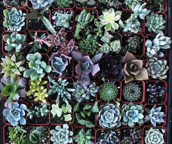 Assorted Succulent Plants Collection - coolthings.us