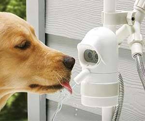 Automatic Dog Drinking Fountain - coolthings.us