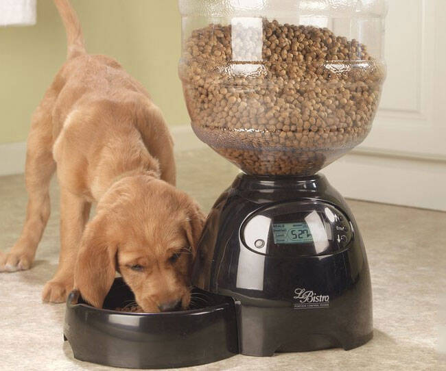 Programmable Pet Feeder - //coolthings.us