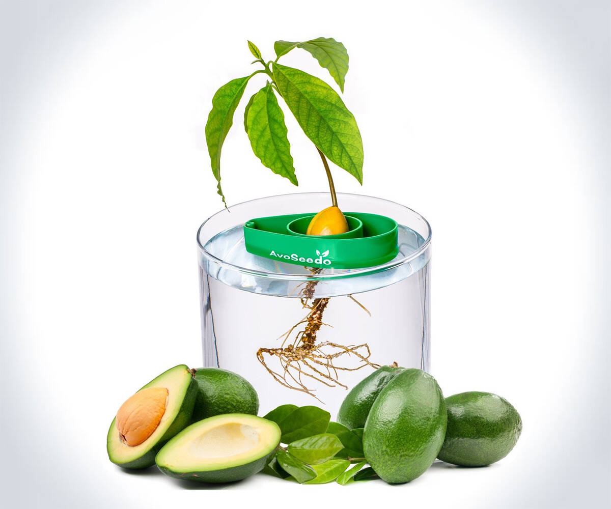 AvoSeedo - Grow an Avocado Tree - //coolthings.us