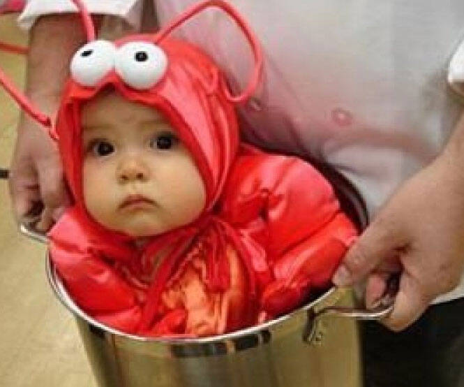 Baby Lobster Costume