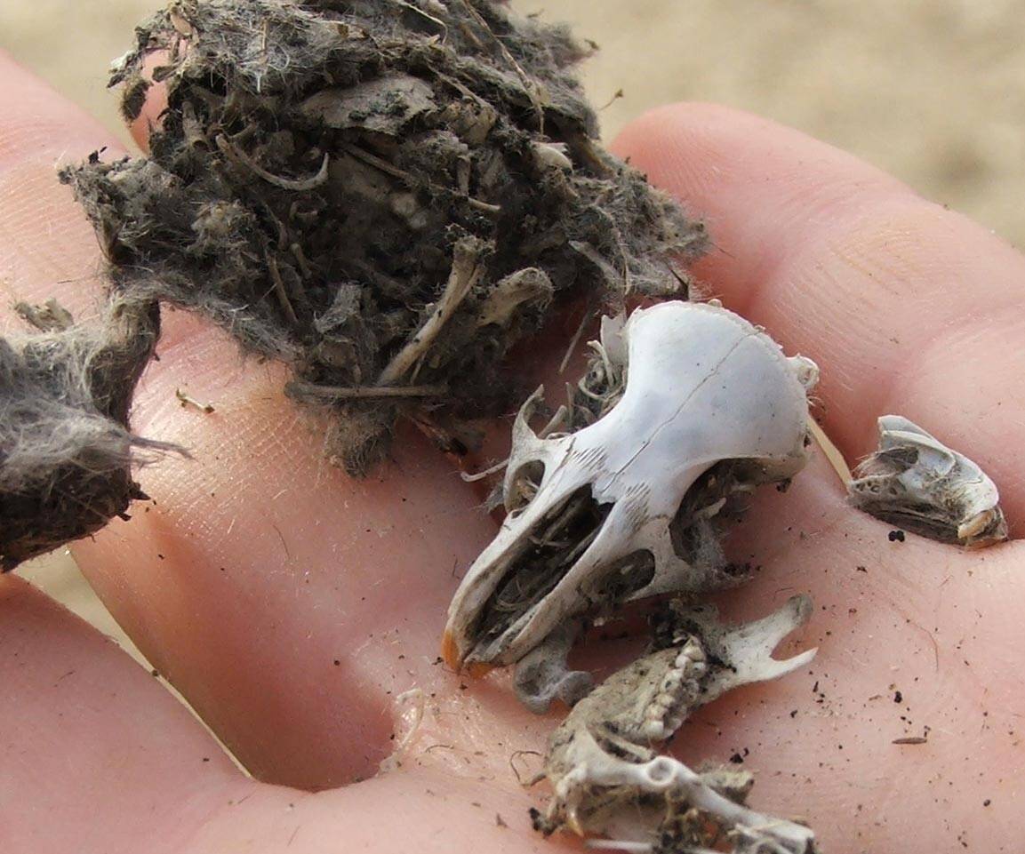 Barn Owl Pellets