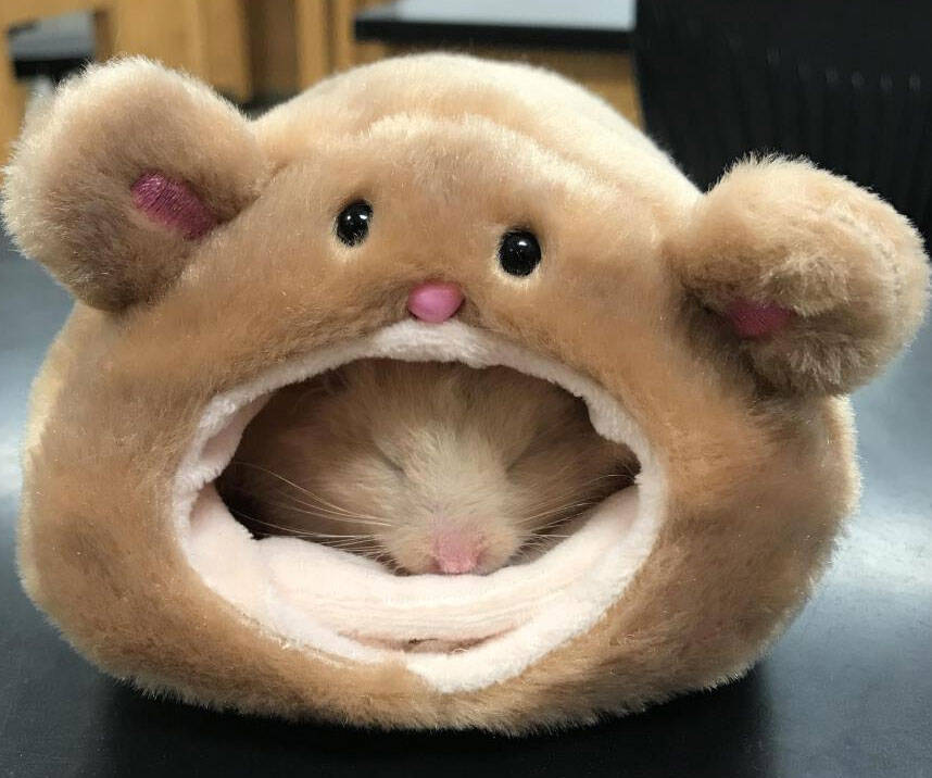 Bear Shaped Hamster House