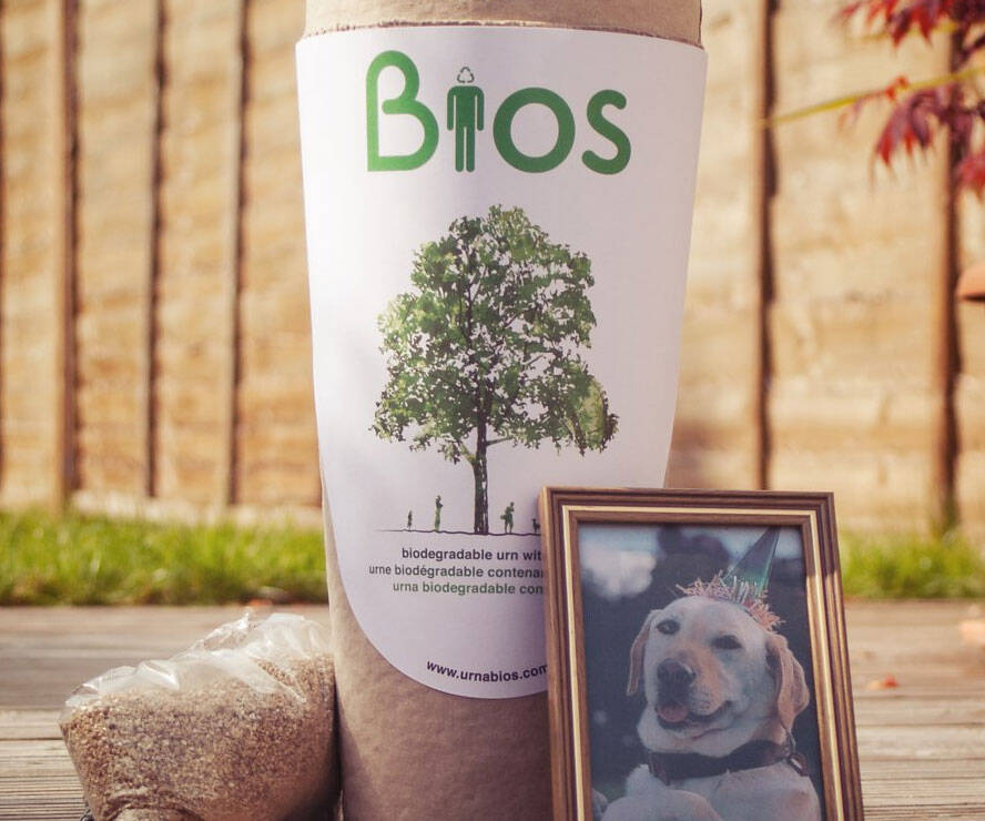 Biodegradable Pet Urn Tree Kit