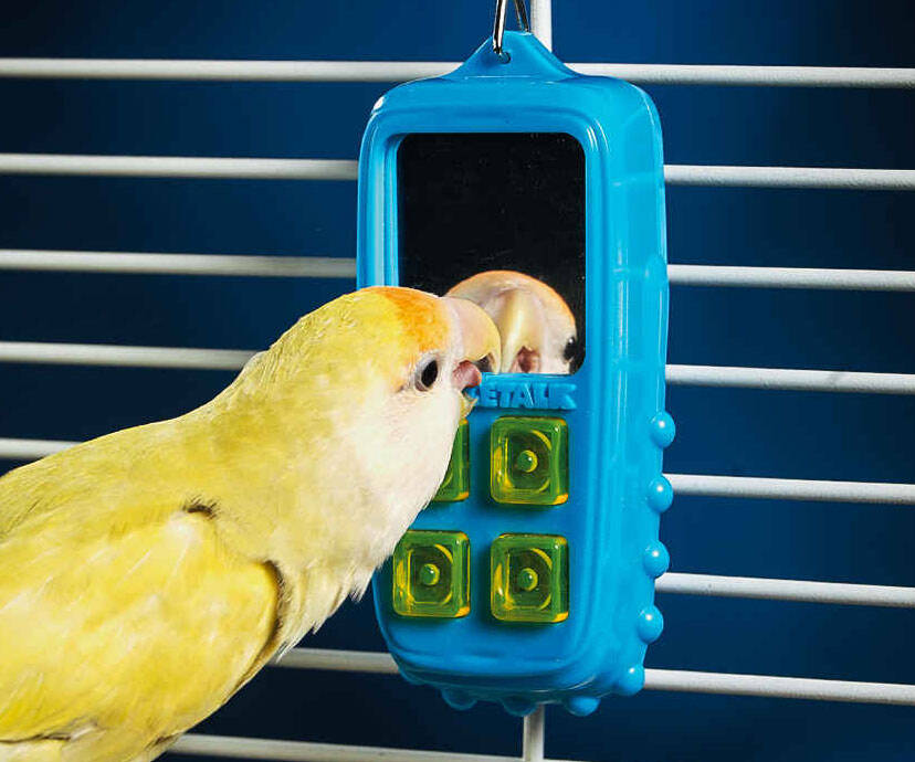 Interactive Bird Toy