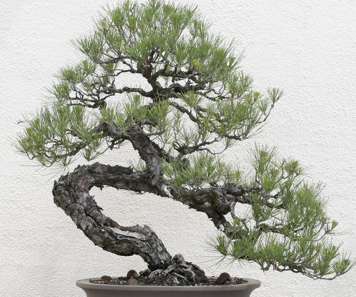 Black Pine Bonsai Tree Kit - coolthings.us