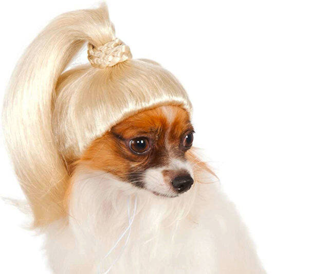 Blonde Ponytail Dog Wig
