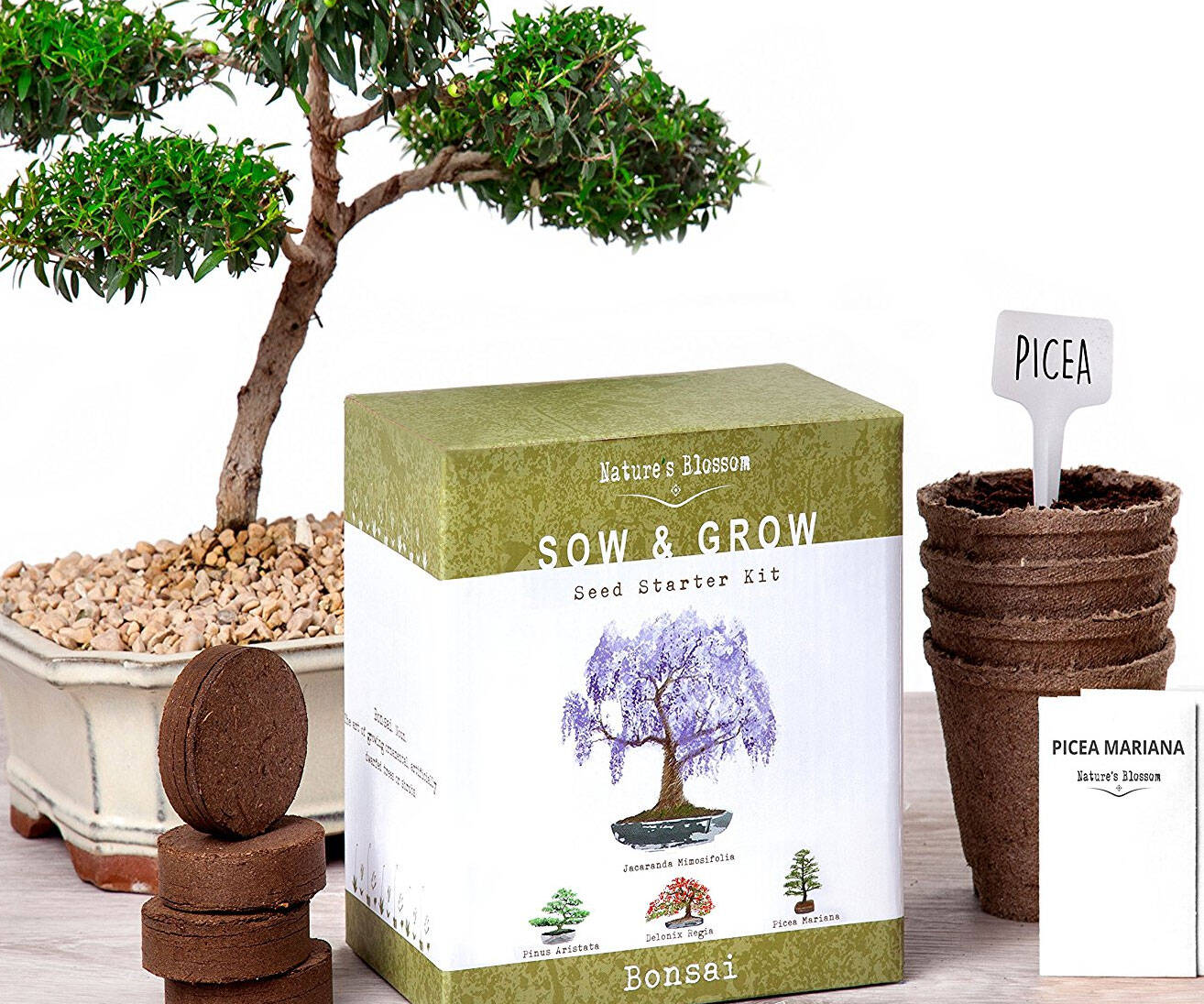 Bonsai Tree Starter Kit - coolthings.us