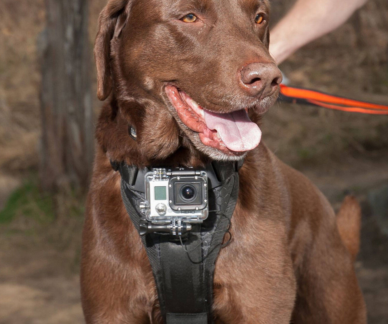 Action Camera Dog Harness