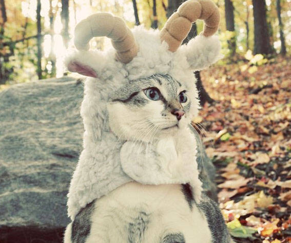 Sheep Pet Costume