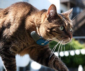 Cat GPS Tracking Collar - //coolthings.us