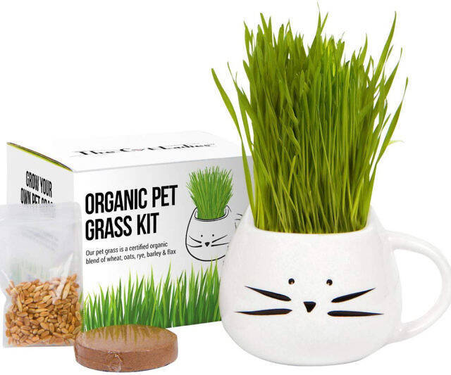 Cat Grass Growing Kit - //coolthings.us