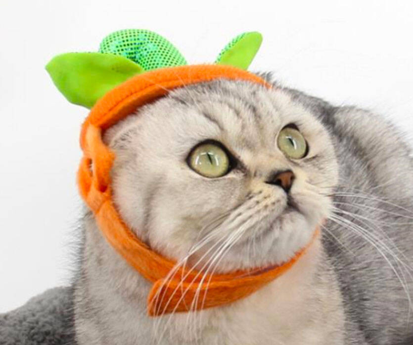 Cat Pumpkin Hat - //coolthings.us