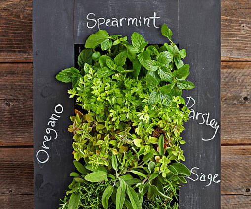 Chalkboard Wall Planter