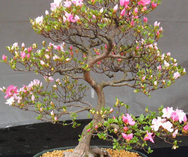 Cherry Blossom Bonsai Seeds - //coolthings.us