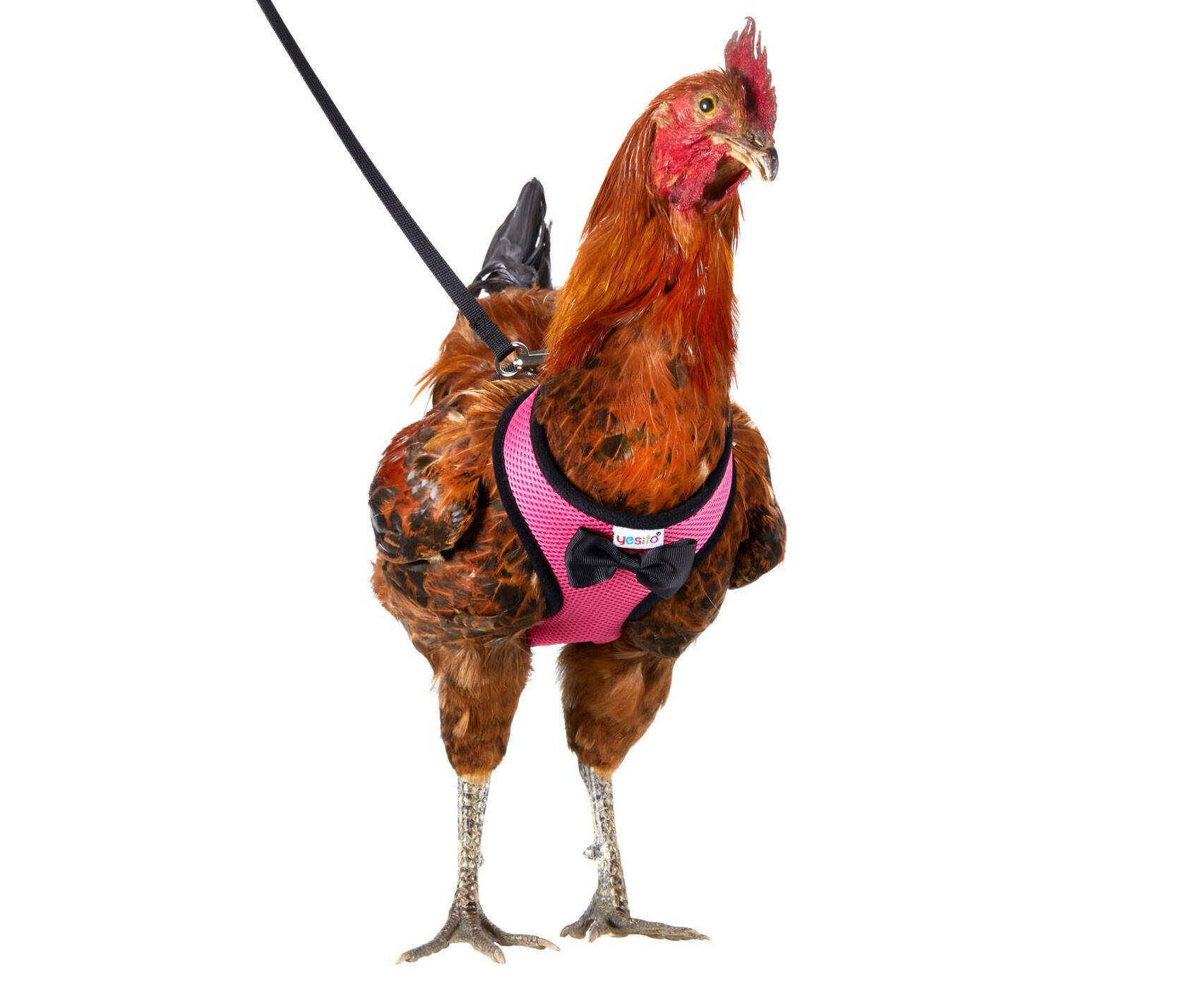 Chicken Harness And Leash - //coolthings.us