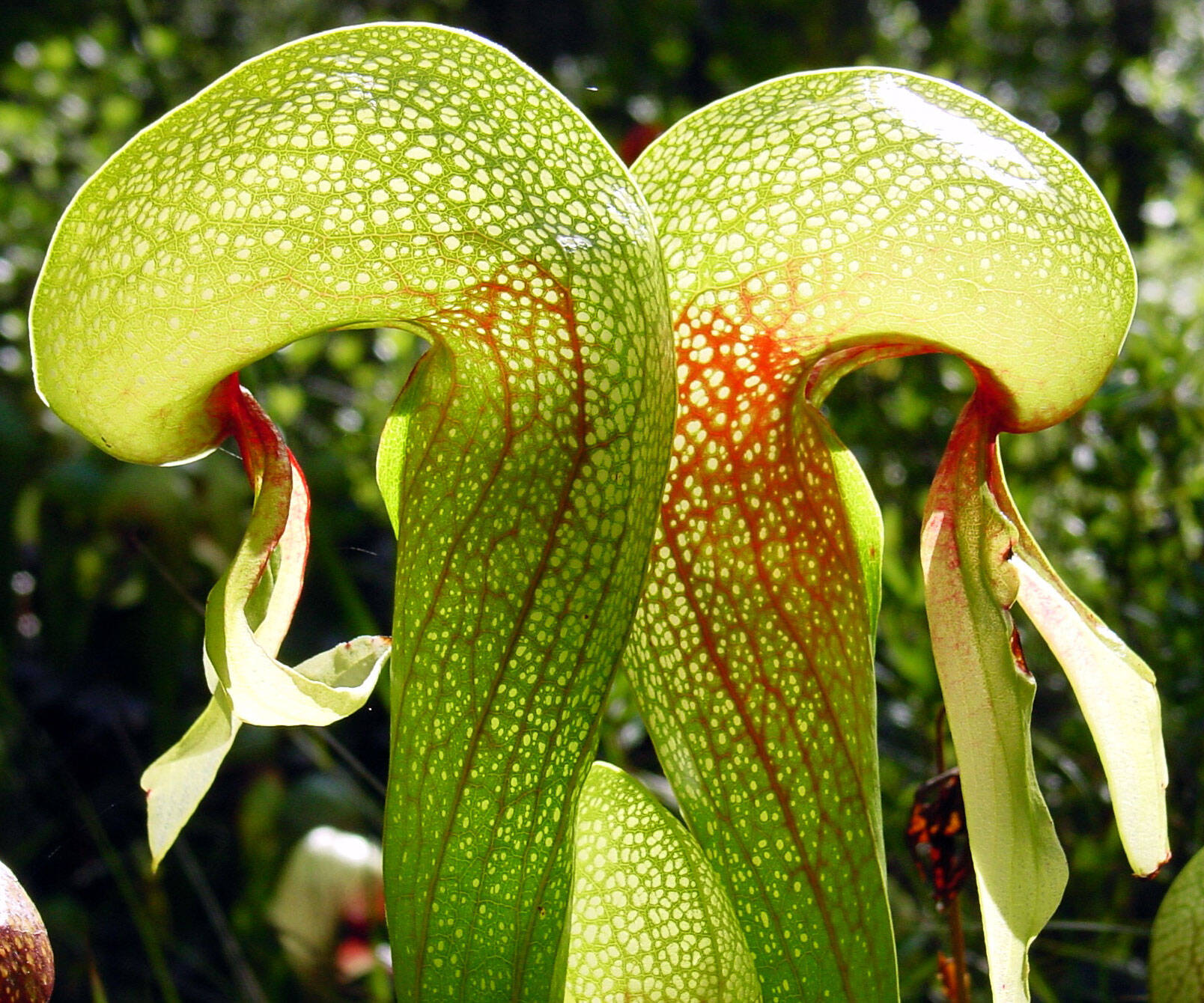 Insect Killing Carnivorous Cobra Plant - coolthings.us