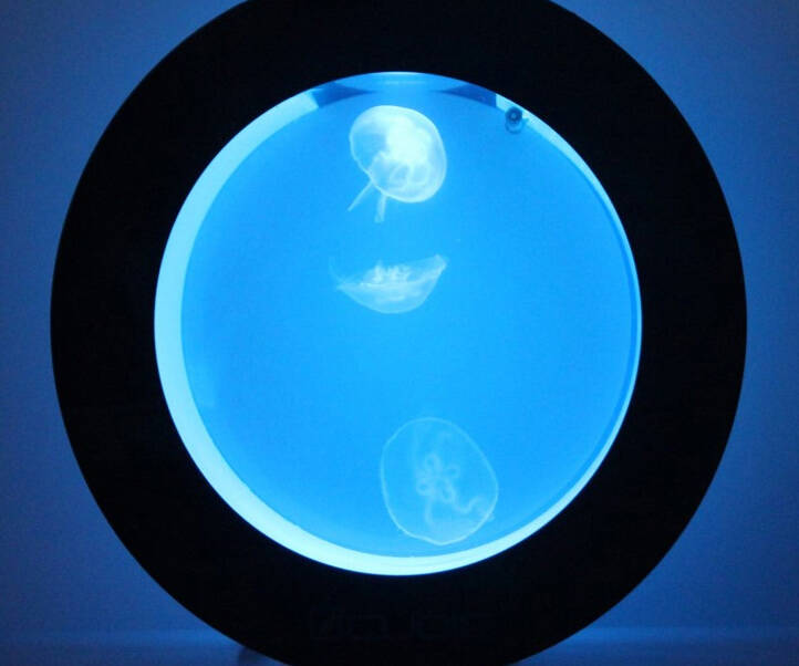 Color Changing Jellyfish Aquarium