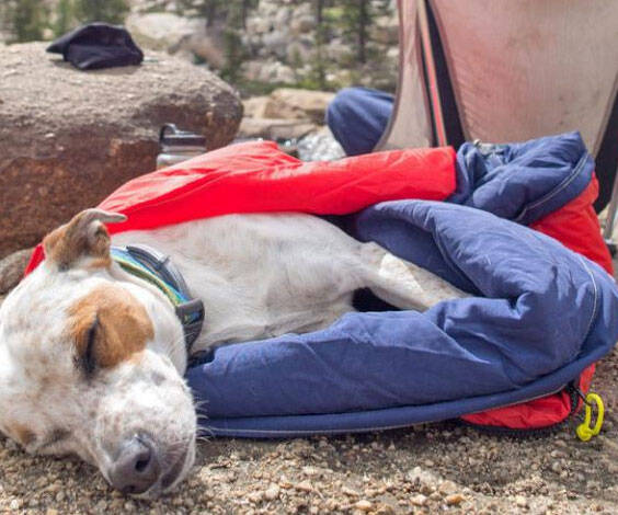 Dog Sleeping Bag