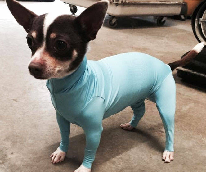 Dog Leotards - coolthings.us