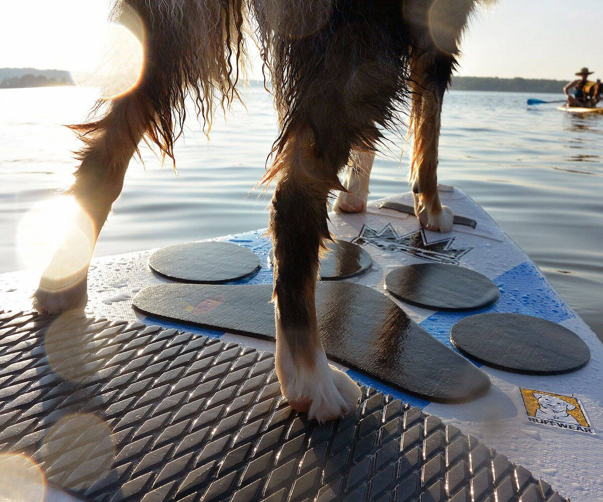 Stand Up Paddleboard Pet Traction Mat - //coolthings.us