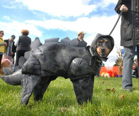 Stegosaurus Dog Costume - //coolthings.us
