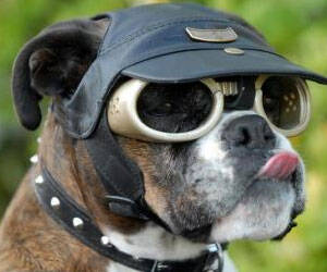 Dog Goggles - coolthings.us