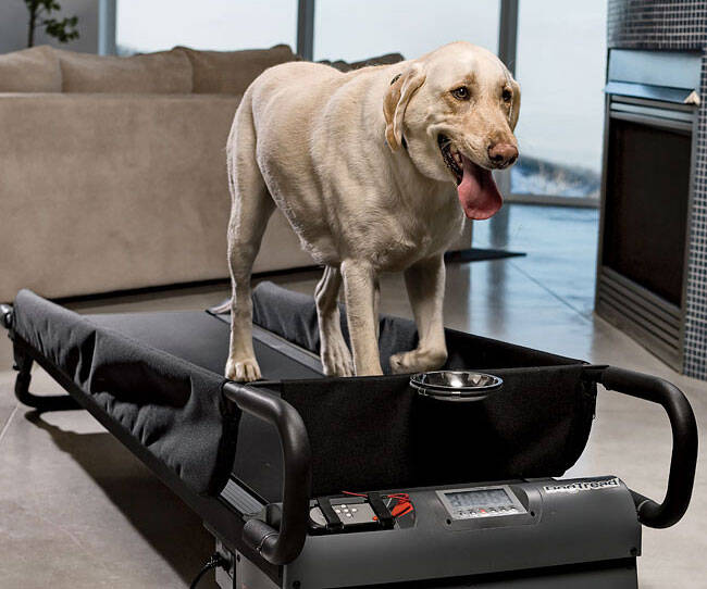 Canine Treadmill - coolthings.us