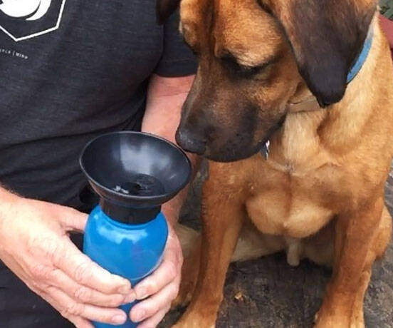 Water Bottle For Dogs - coolthings.us