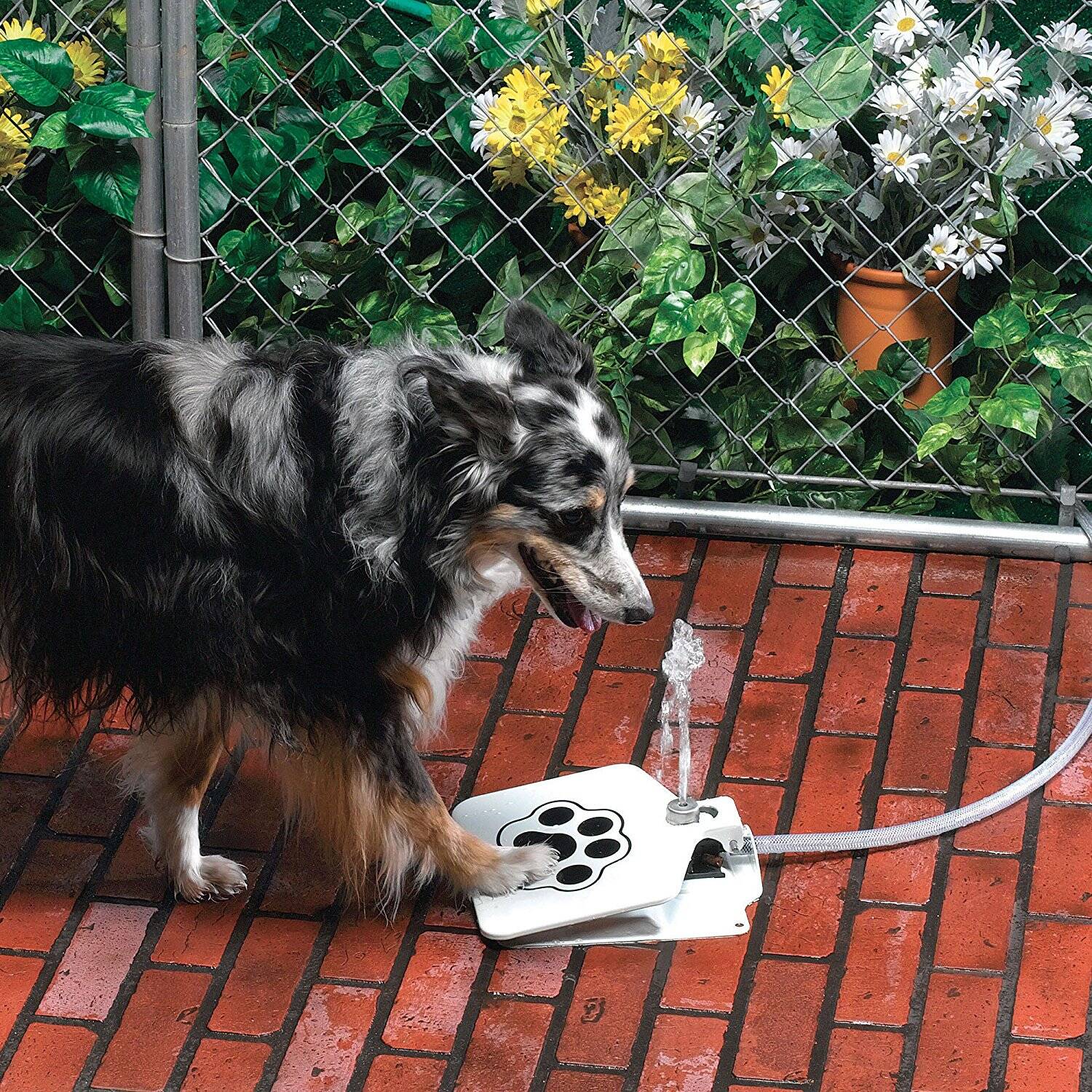 Doggie Pedal Water Fountain - //coolthings.us