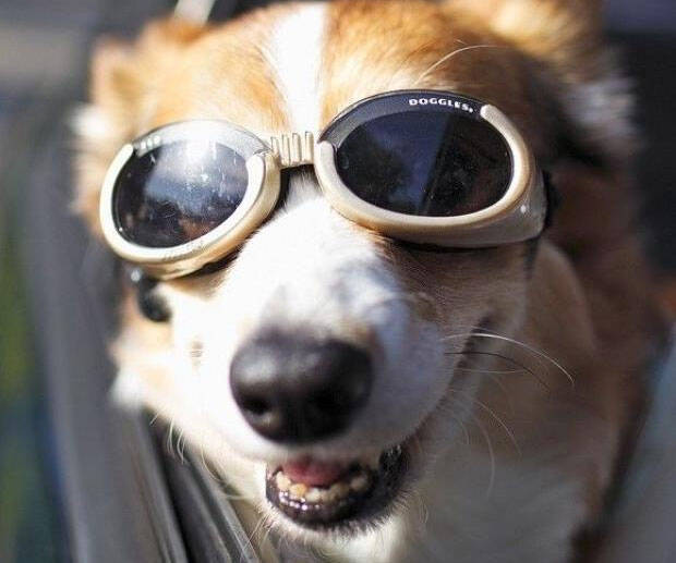 Doggy Goggles - coolthings.us