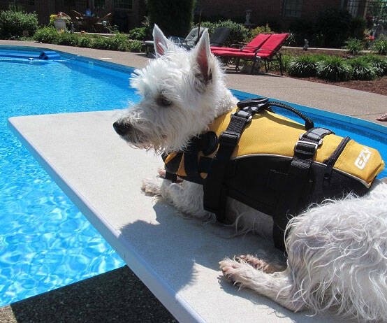 Doggy Floatation Device - coolthings.us