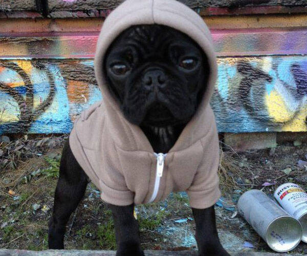 Doggy Zip Up Hoodie