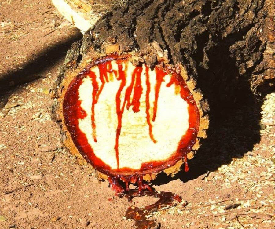 Dragon's Blood Medicinal Tree Sap