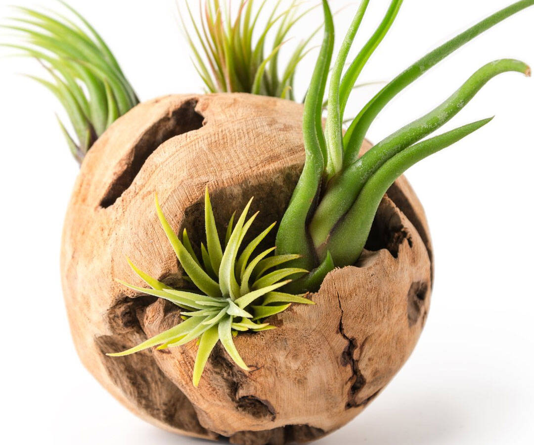 Driftwood Orb Air Plant Vase