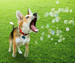 Flavored Edible Bubbles For Dogs - //coolthings.us