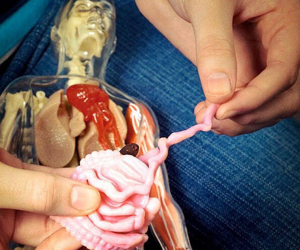 Anatomically Correct Human Body - coolthings.us