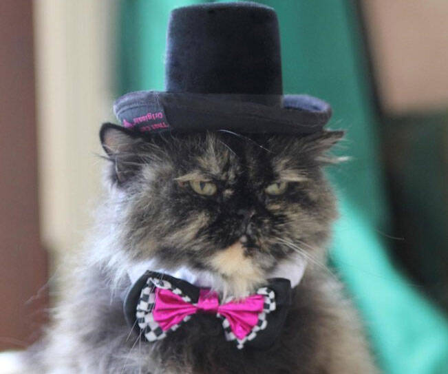 Fancy Cat Top Hat - coolthings.us