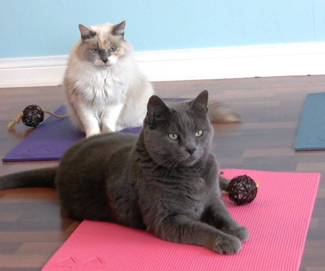 Feline Yoga Mats - coolthings.us