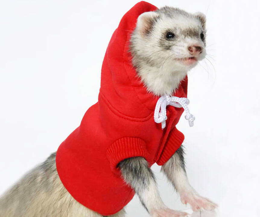 Ferret Hoodie