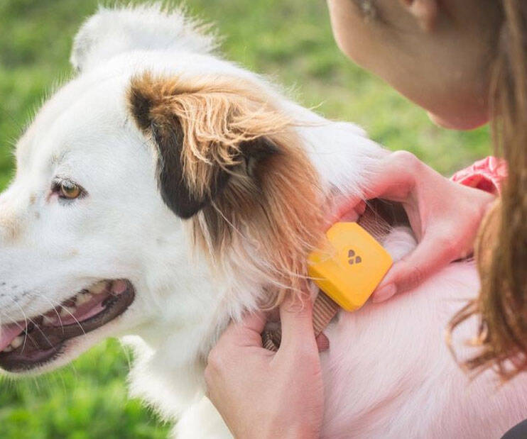 The No Monthly Fee GPS Pet Tracker
