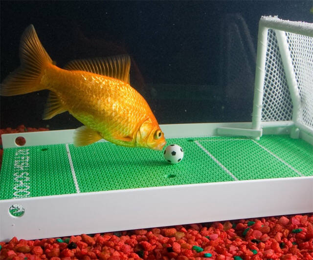 Goldfish Soccer Game