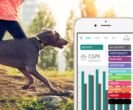 Dog Activity & Sleep Tracking Collar - //coolthings.us